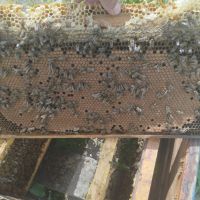 Пчелни семейства , снимка 2 - За пчели - 45602678