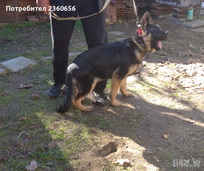 НЕМСКА овчарка женска, снимка 1