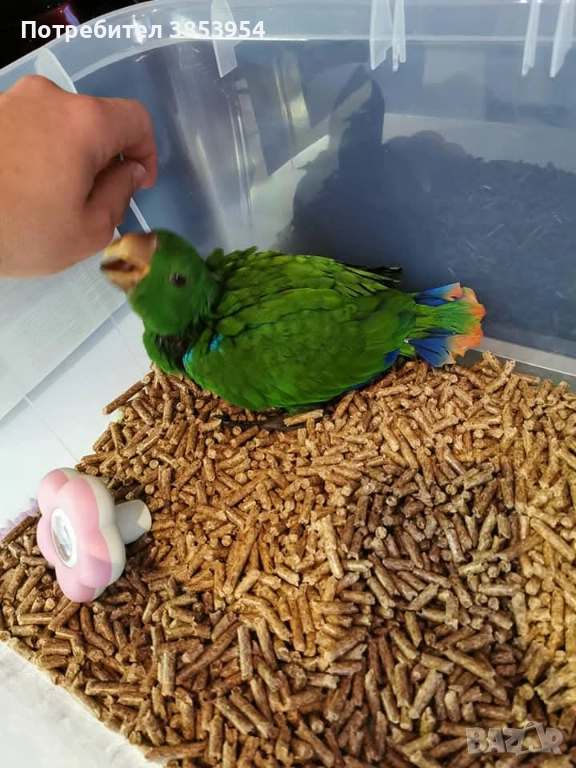 Еклектус - мъжки , снимка 1