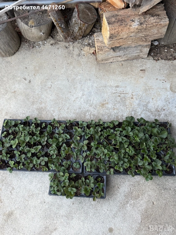 Разсад ягоди сорт Дели, снимка 1