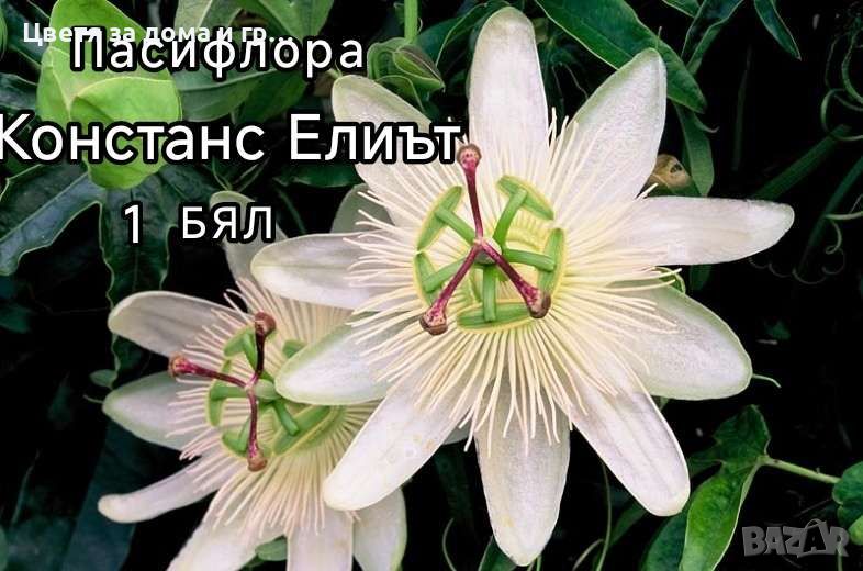 Пасифлора (Passiflora), снимка 1