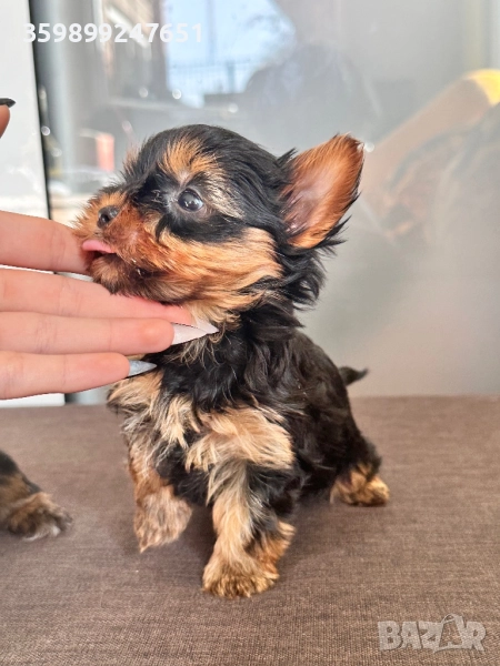 Мини йорки, снимка 1