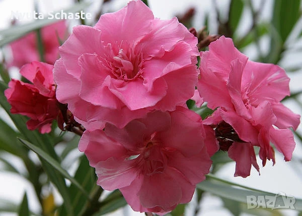 Зокум  Louis Pouget, снимка 1