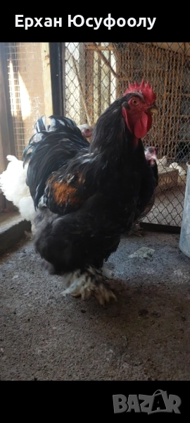 Кохин, Пауни, Брама, снимка 1