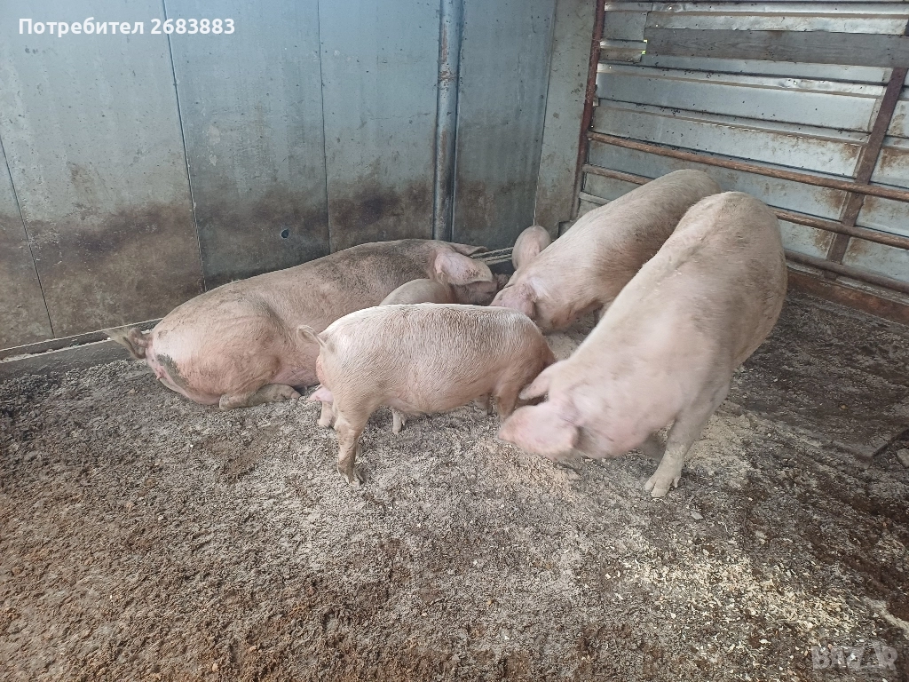 Малки прасеа от 20 до 30кг., снимка 1