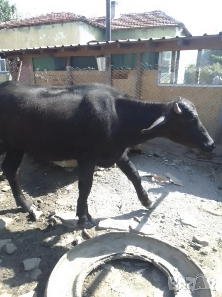 селскостопански животни , снимка 1