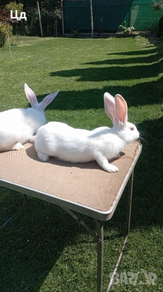 Цика, снимка 1