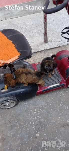 Продавам, тези двете момичета,за да са аларма,звънец, или другар на Някои., снимка 1