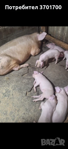 Продавам Малки прасенца Ландрас, Голяма бяла , снимка 1