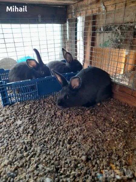 Продавам зайци, снимка 1