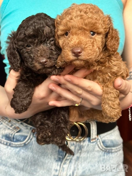 Пудел той , снимка 1