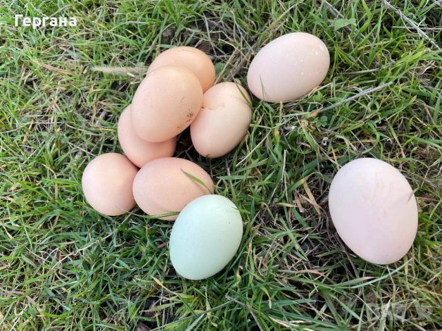 Яйца от домашни кокошки 
