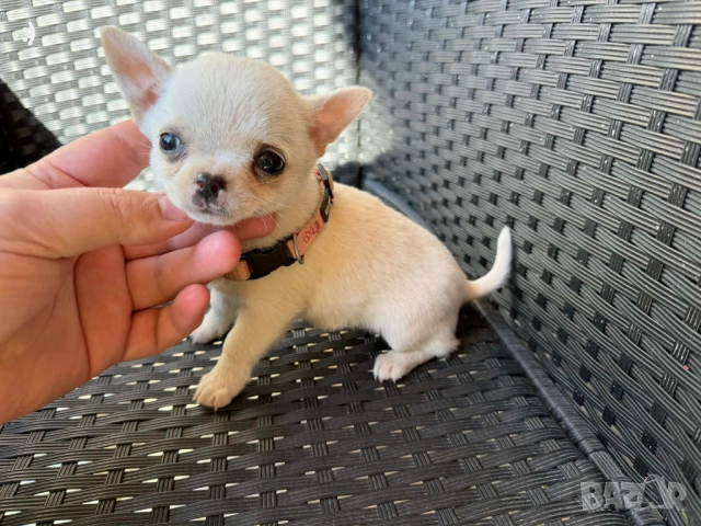 Чихуахуа Актуално от 16.3.2026