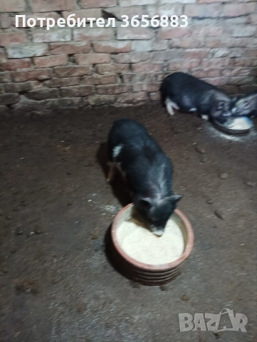 Продавам виетнамски прасета , снимка 3 - Прасета - 53092335