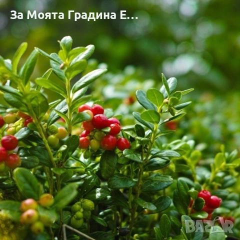 Червена Американска Боровинка, снимка 5 - Разсади - 53633116