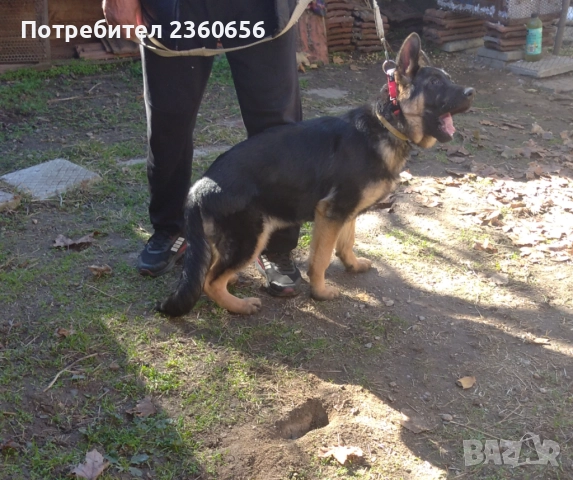 НЕМСКА овчарка женска