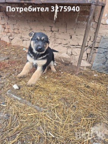 Источноевропейска овчарка, снимка 5 - Немска овчарка - 53113311