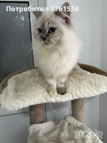 Персийско женско коте , снимка 15 - Персийска - 53438324