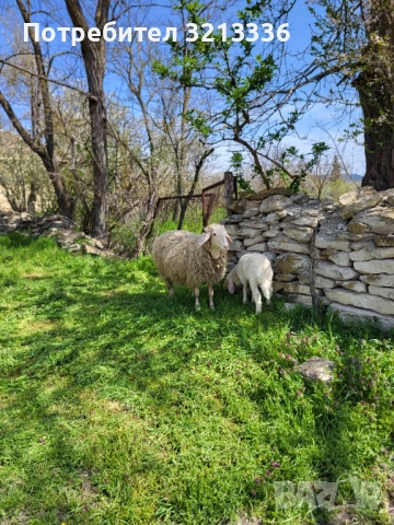 Овце и агнета порода аваси, снимка 3 - Овце - 54203441