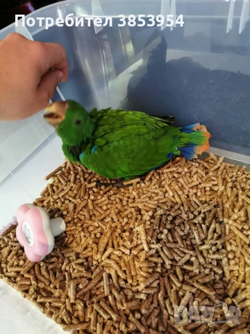 Еклектус - мъжки 