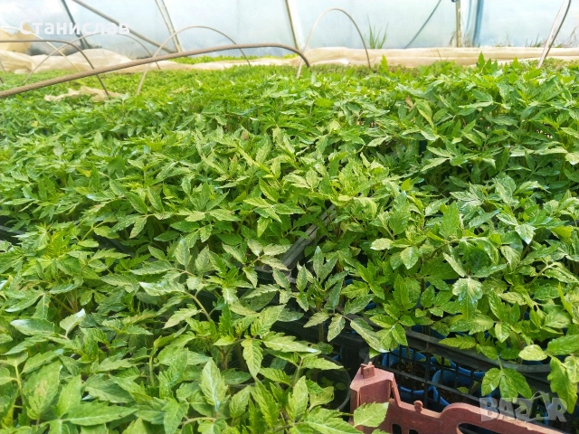 Готов разсад домати краставици тиквички ягоди