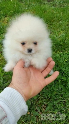 Мини померан, снимка 5 - Померан - 54153656