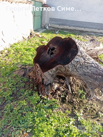 Подарявам голям корен от орех, снимка 4 - Декорация за дома - 52924429