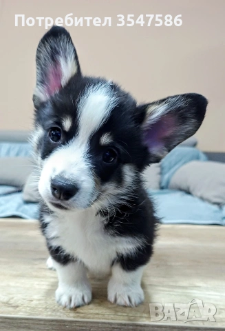 Трицветни кученца Уелско корги пембрук - мъжки, снимка 4 - Други - 53220591