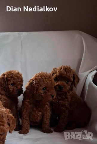 Той пудел / Теа Къп ., снимка 5 - Пудели - 53343824