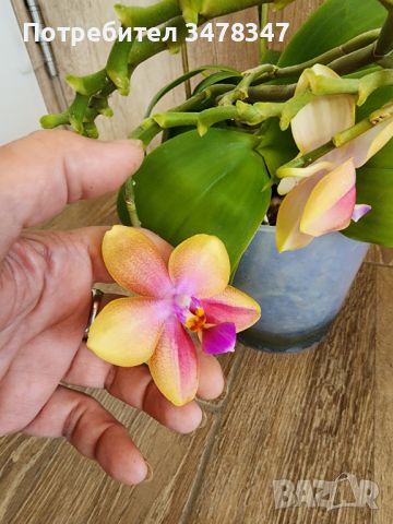Ароматна орхидея Лиодоро с бебе, снимка 1 - Стайни растения - 46126434