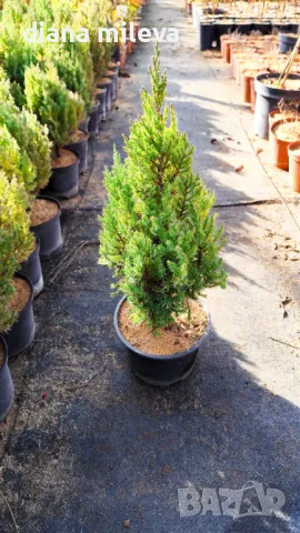 Хвойна Стрикта, Juniperus Stricta!!!, снимка 5 - Градински цветя и растения - 39272499