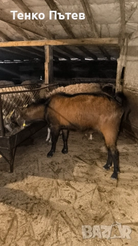 Свободен пръч за продан , снимка 7 - Кози - 53965260