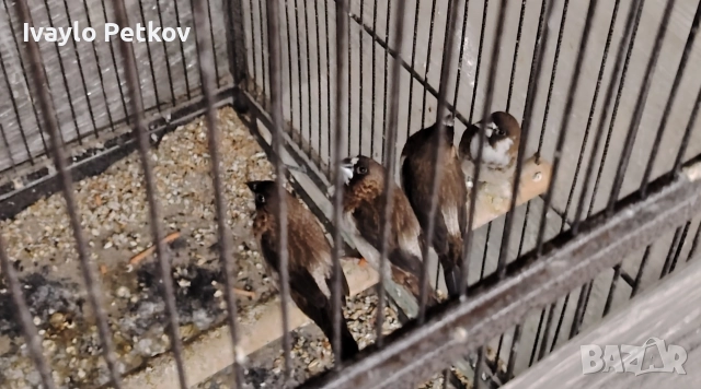 Японски амадини