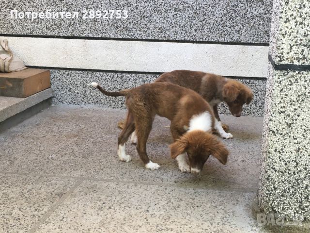 2 мъжки кучета на 4 месеца, снимка 10 - Други - 46334162