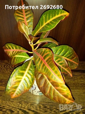 Планински кротон, височина 45-100см./цени в описанието , снимка 3 - Стайни растения - 44861352