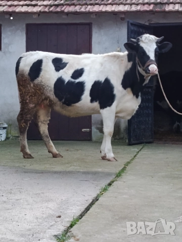 Продавам бременни юници , снимка 9 - Крави - 52893451