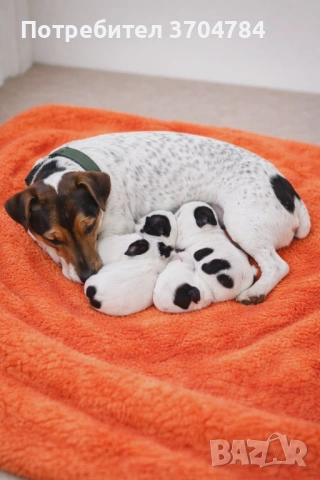 Продавам джак ръселчета , снимка 2 - Джак ръсел териер - 53926249