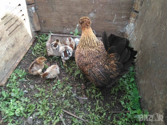 Джинки; аракуана, катунски, Гъсета, пуйчета и др, снимка 7 - Кокошки и пуйки - 50527479