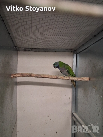 Китайски Александър, снимка 3 - Папагали - 53286257