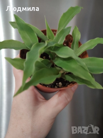 Хлорофитум Оранж Грин расад/Chlorophytum Orange Grimm, снимка 3 - Стайни растения - 51605298