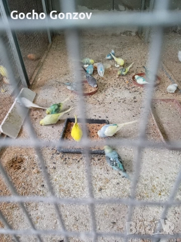 папагали, снимка 3 - Папагали - 53433668