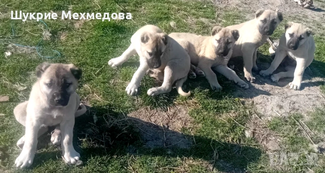 Малки кангали