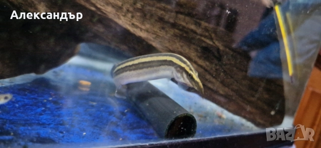 macrognathus aral, снимка 7 - Рибки - 52063872