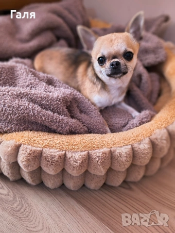 мини чихуахуа , снимка 7 - Чихуахуа - 53490172