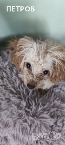 ПРОДАВАМ Той пудел (Toy Poodle)