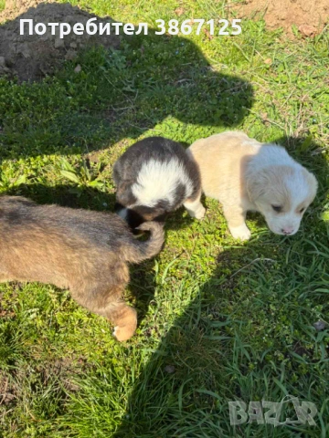 Кученца, снимка 8 - Други - 54099667