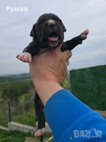 Американски стафордшир териер , снимка 18 - Американски стафордширски териер - 54059702