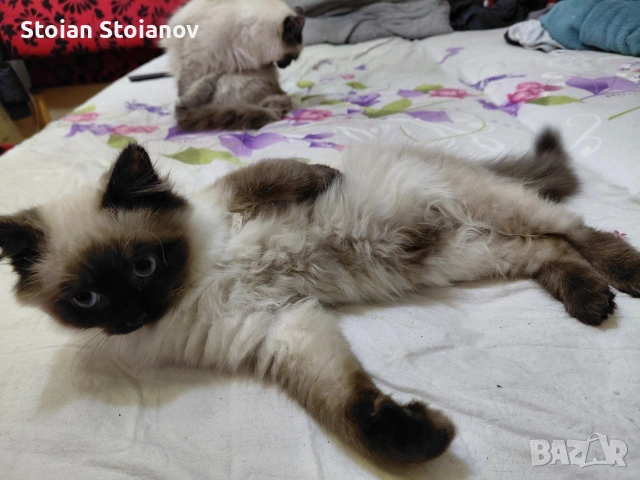 мъжко котенце Регдол на 4 месеца, снимка 8 - Други - 52867440