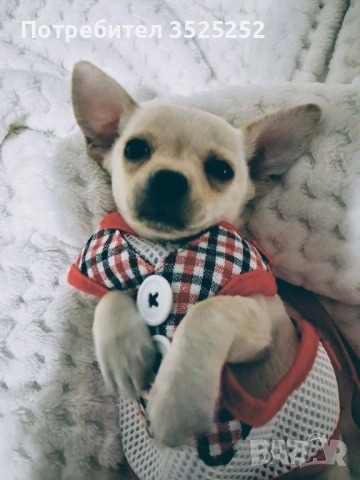 ПРОДАВАМ  ЧИХО-ПИНЧЕР БЯЛО  МОМИЧЕНЦЕ  НА 42 ДЕНА  !