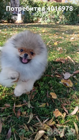 Померан момиче с Родословие FCI, снимка 3 - Померан - 52211962